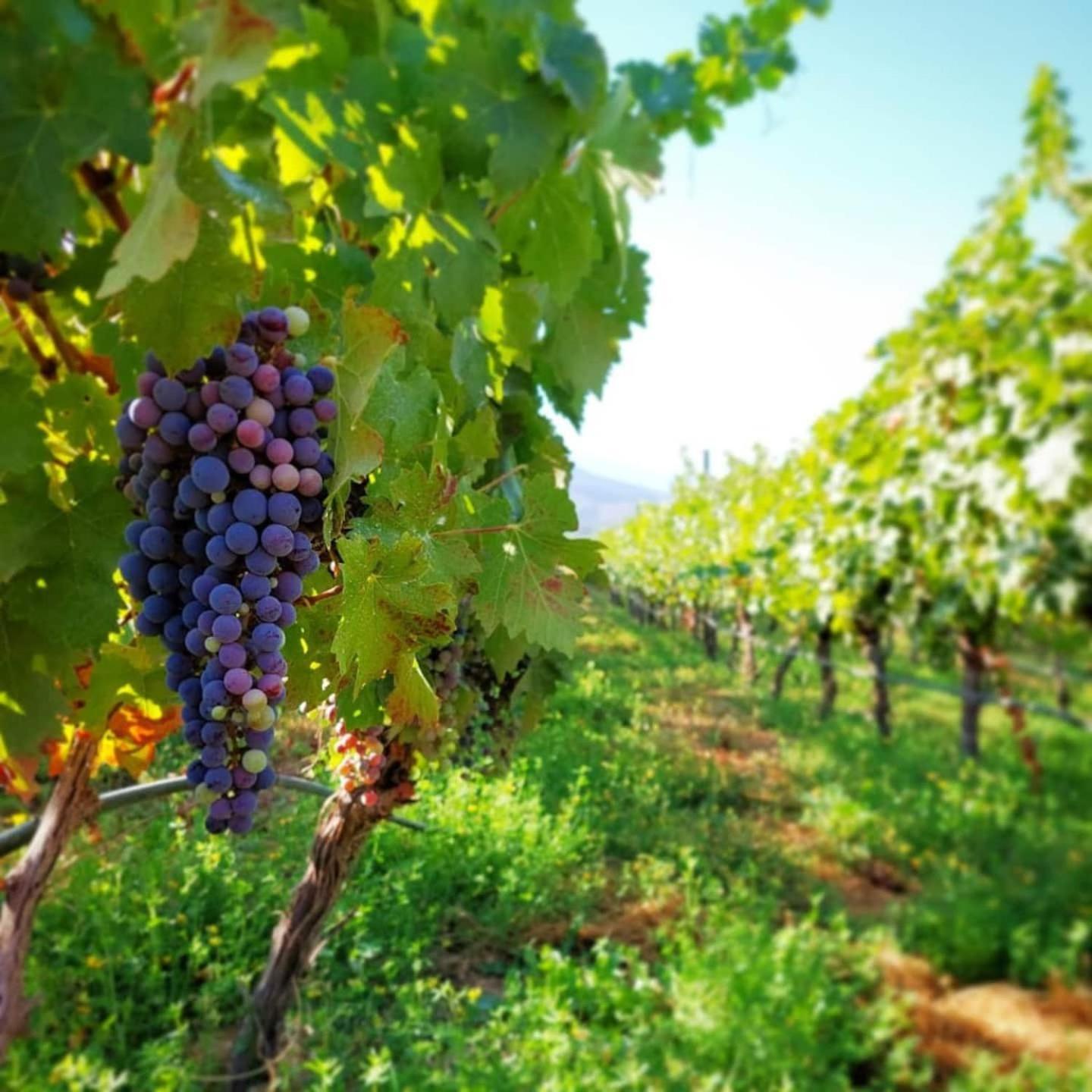 Vina Lof - Maipo Valley Bed & Breakfast In Winery Paine Exterior photo